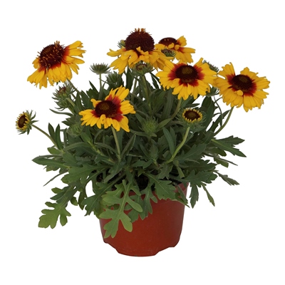 PLANTA NATURAL GALLARDÍA 6 PULGADAS CON MACETA DE PLÁSTICO