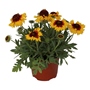 PLANTA NATURAL GALLARDÍA 6 PULGADAS CON MACETA DE PLÁSTICO