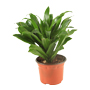 PLANTA JANET CRAIG COMPACTA 4