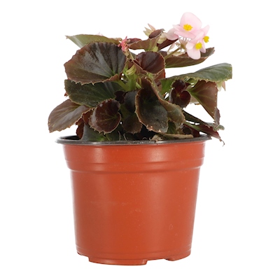 PLANTA BEGONIA HOJA CERA ROSA NATURAL VERDE 22.1 X 14.8 CM