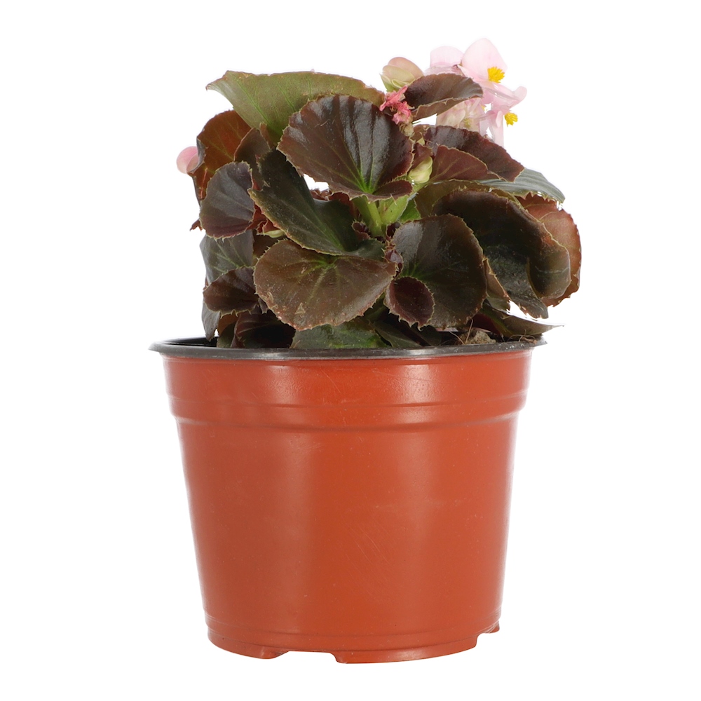 PLANTA BEGONIA HOJA CERA ROSA NATURAL VERDE 22.1 X 14.8 CM The Home