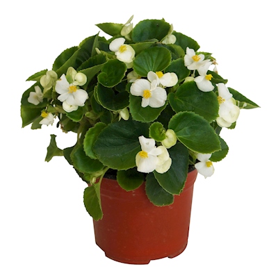 PLANTA BEGONIA NATURAL HOJA DE CERA 15.24 CM CON MACETA DE PLÁSTICO