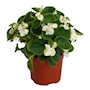 PLANTA BEGONIA NATURAL HOJA DE CERA 15.24 CM CON MACETA DE PLÁSTICO