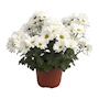 PLANTA CRISANTEMO NATURAL BLANCO 15.24 CM CON MACETA DE PLÁSTICO