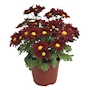 PLANTA CRISANTEMO NATURAL ROJO 15.24 CM CON MACETA DE PLÁSTICO