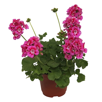 PLANTA GERANIO NATURAL ROSA 15.24 CM CON MACETA DE PLÁSTICO