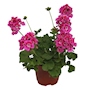 PLANTA GERANIO NATURAL ROSA 15.24 CM CON MACETA DE PLÁSTICO