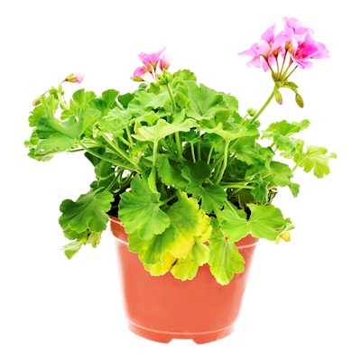 PLANTA NATURAL GERANIO COMBINADO VERDE 50 X 15.24 CM