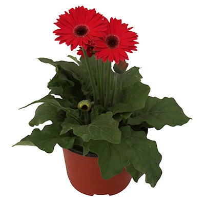 PLANTA NATURAL GERBERA 15.24 CM CON MACETA DE PLÁSTICO