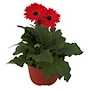 PLANTA NATURAL GERBERA 15.24 CM CON MACETA DE PLÁSTICO
