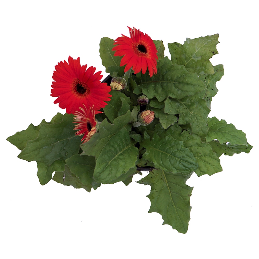 PLANTA NATURAL GERBERA 15.24 CM CON MACETA DE PLÁSTICO The Home Depot