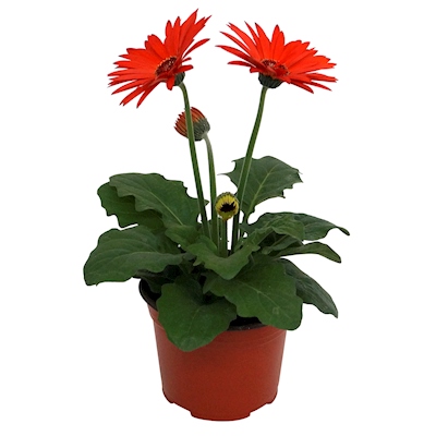 PLANTA NATURAL GERBERA 15.24 CM CON MACETA DE PLÁSTICO