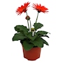 PLANTA NATURAL GERBERA 15.24 CM CON MACETA DE PLÁSTICO