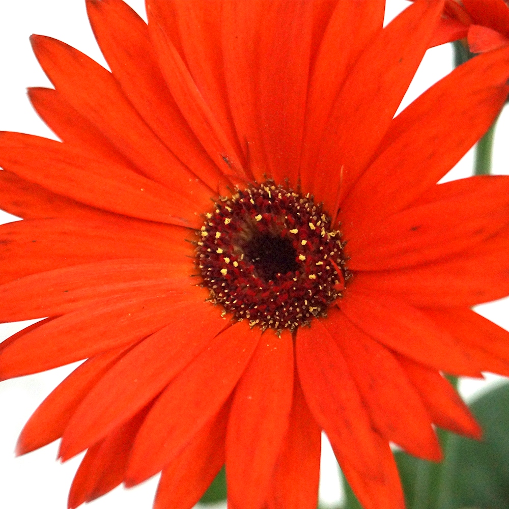 PLANTA NATURAL GERBERA 15.24 CM CON MACETA DE PLÁSTICO The Home Depot