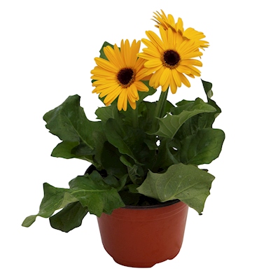 PLANTA NATURAL GERBERA 15.24 CM CON MACETA DE PLÁSTICO