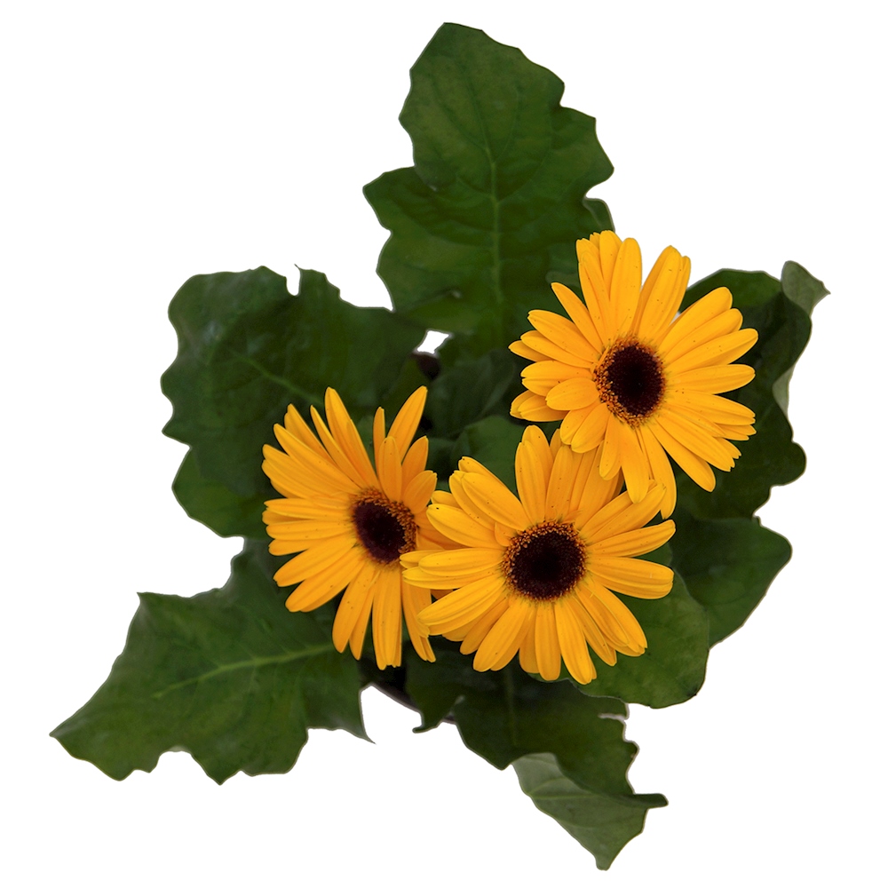 PLANTA NATURAL GERBERA 15.24 CM CON MACETA DE PLÁSTICO The Home Depot