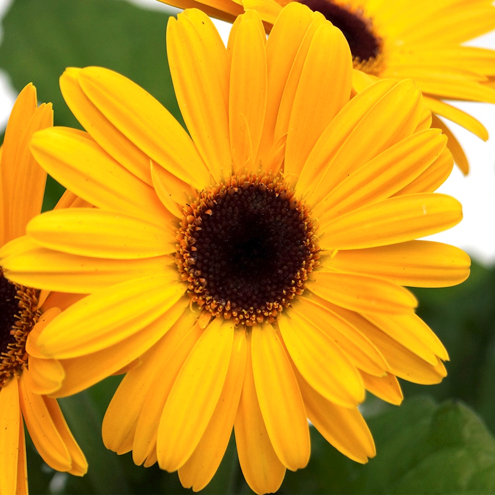 PLANTA NATURAL GERBERA 15.24 CM CON MACETA DE PLÁSTICO The Home Depot