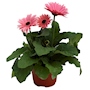 PLANTA NATURAL GERBERA 15.24 CM CON MACETA DE PLÁSTICO