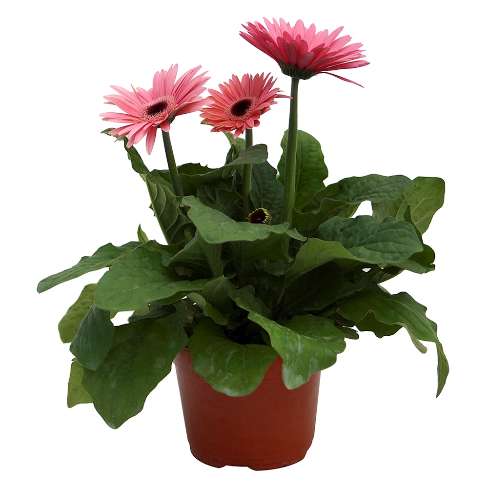 PLANTA NATURAL GERBERA 15.24 CM CON MACETA DE PLÁSTICO The Home Depot