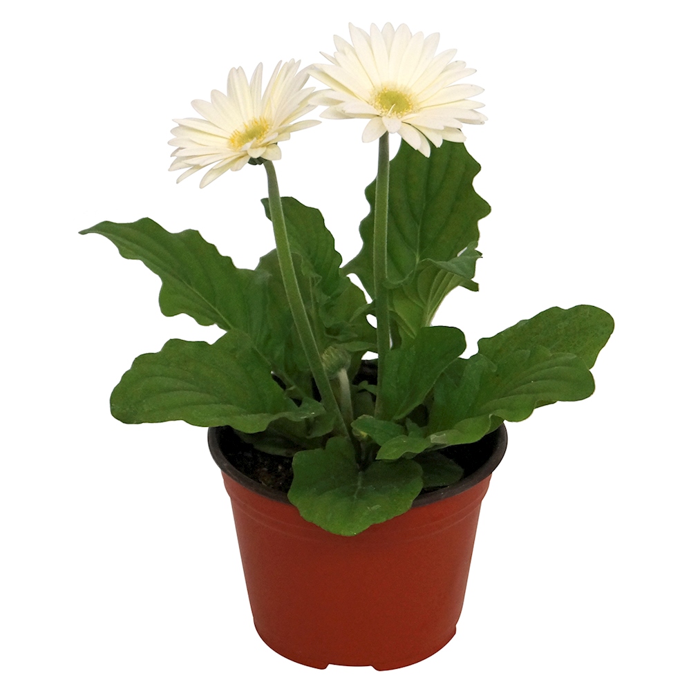 PLANTA NATURAL GERBERA 15.24 CM CON MACETA DE PLÁSTICO The Home Depot