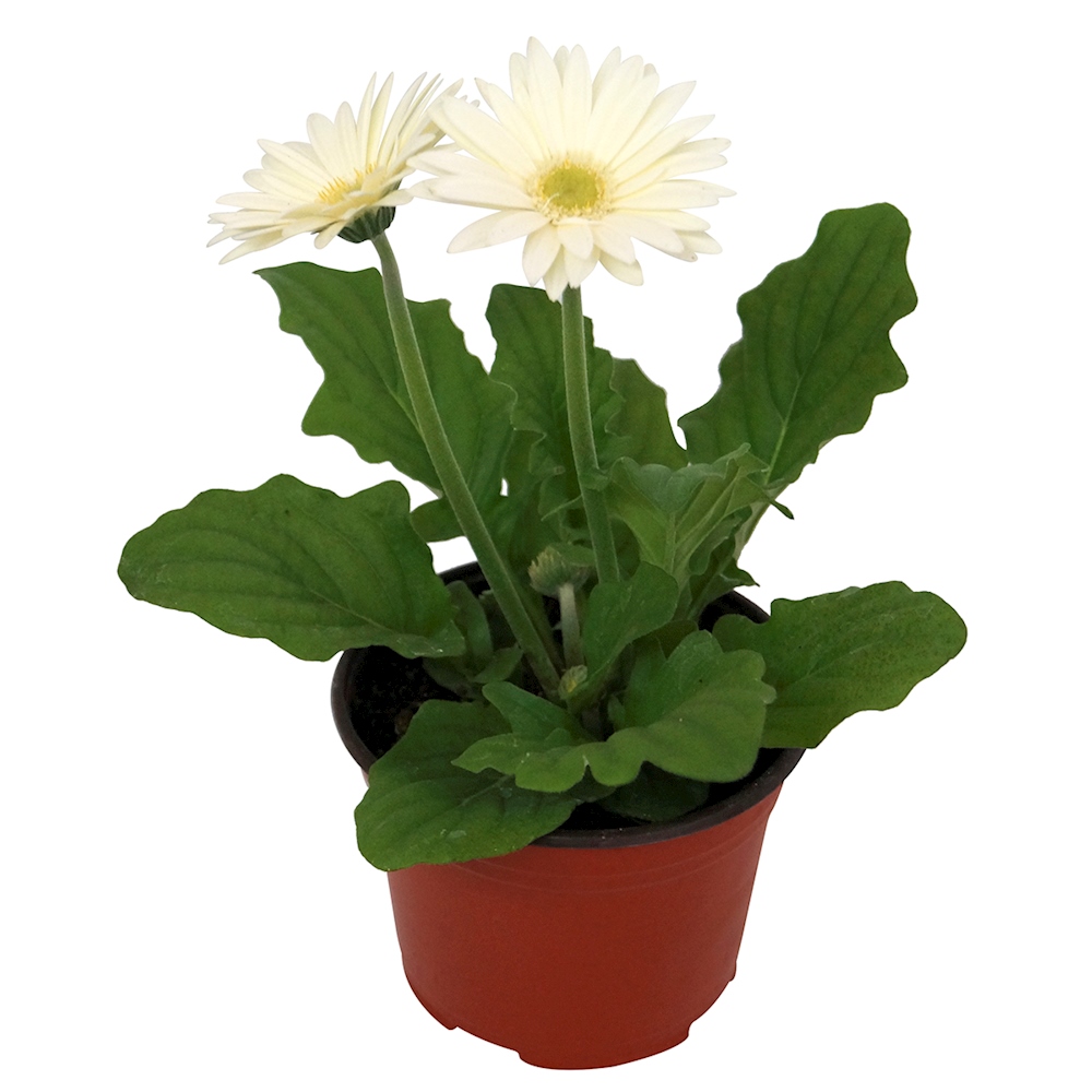 PLANTA NATURAL GERBERA 15.24 CM CON MACETA DE PLÁSTICO The Home Depot