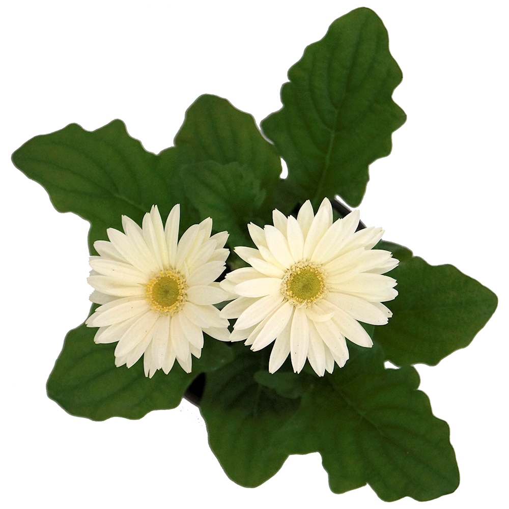 PLANTA NATURAL GERBERA 15.24 CM CON MACETA DE PLÁSTICO The Home Depot