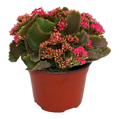 PLANTA NATURAL KALANCHOE ROSA 23 X 20 X 20 CM CON MACETA DE PLÁSTICO