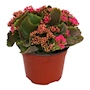 PLANTA NATURAL KALANCHOE ROSA 23 X 20 X 20 CM CON MACETA DE PLÁSTICO