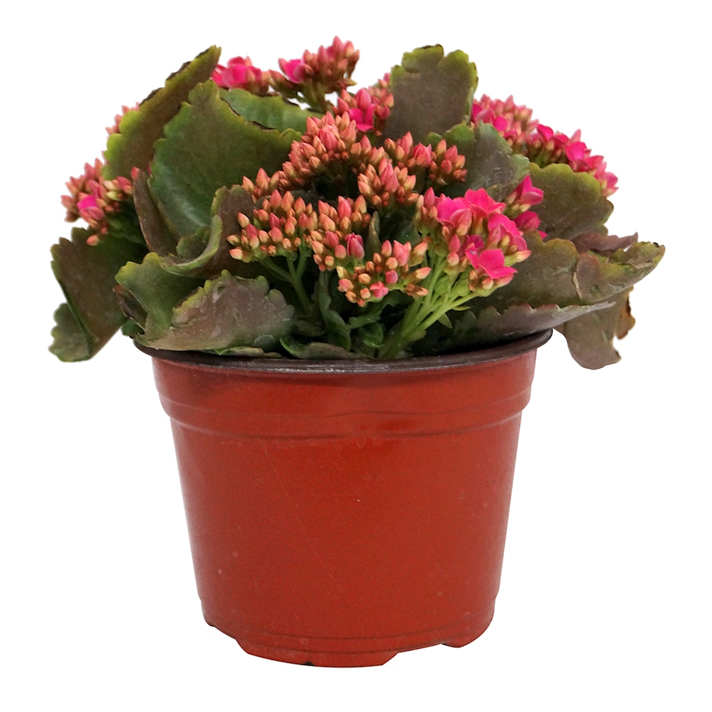 PLANTA NATURAL KALANCHOE ROSA 23 X 20 X 20 CM CON MACETA DE PLÁSTICO