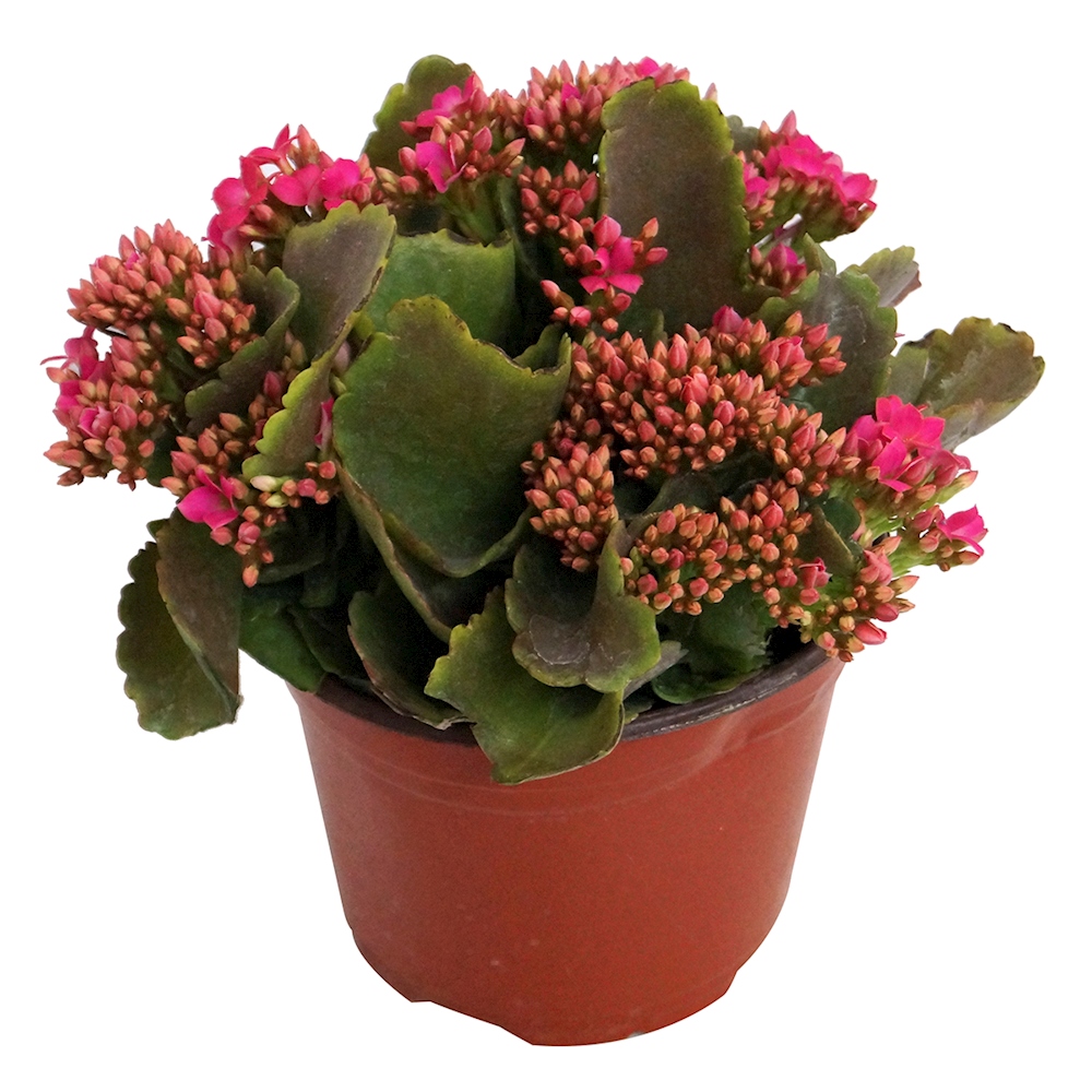 PLANTA NATURAL KALANCHOE ROSA 23 X 20 X 20 CM CON MACETA DE PLÁSTICO
