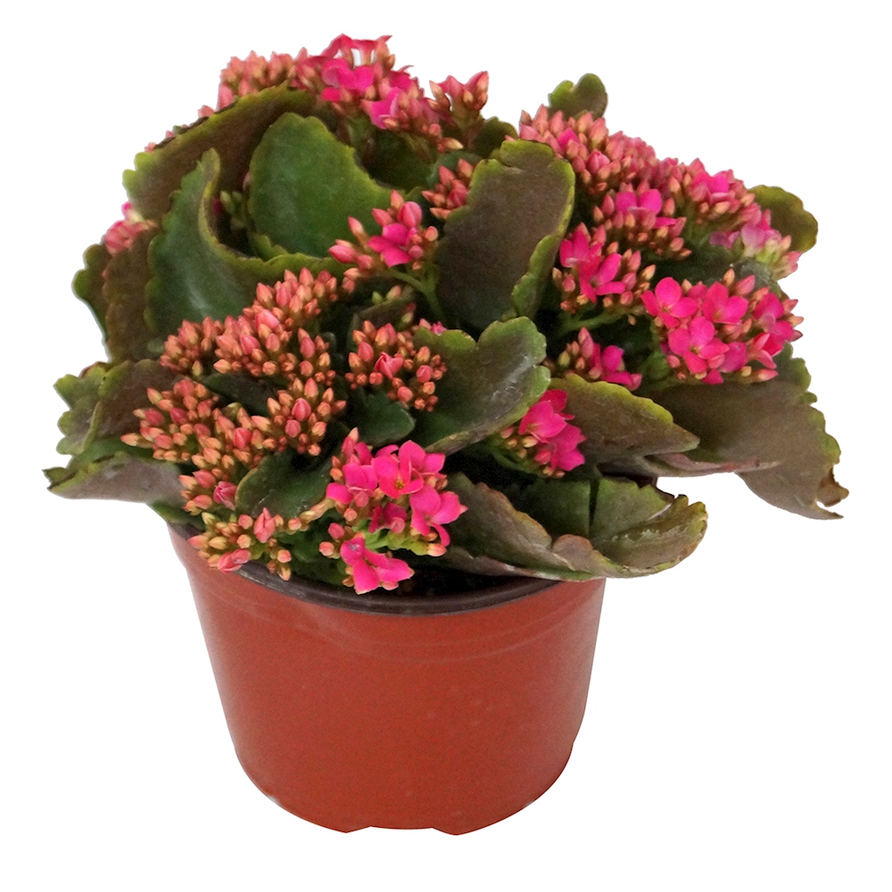 PLANTA NATURAL KALANCHOE ROSA 23 X 20 X 20 CM CON MACETA DE PLÁSTICO