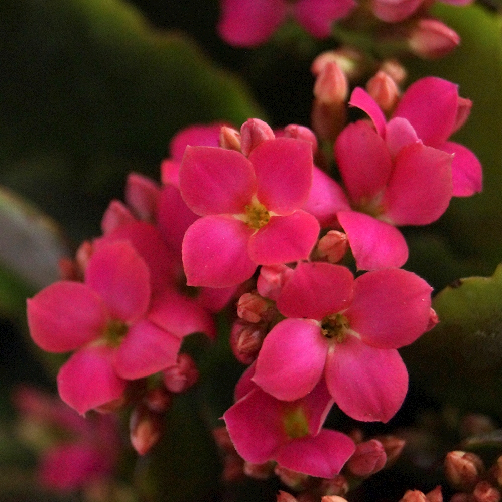 PLANTA NATURAL KALANCHOE ROSA 23 X 20 X 20 CM CON MACETA DE PLÁSTICO
