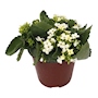 PLANTA KALANCHOE NATURAL BLANCO 15.24 CM CON MACETA DE PLÁSTICO