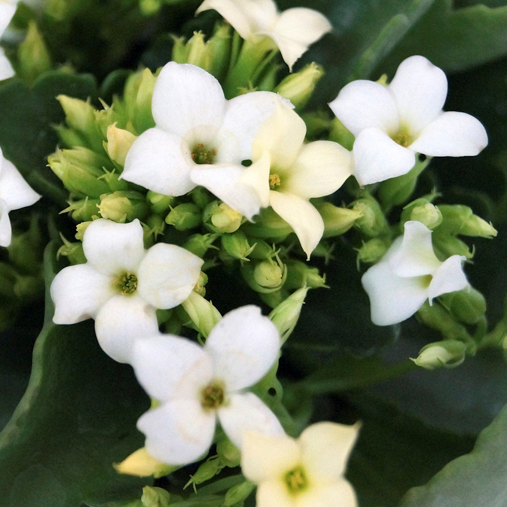 PLANTA KALANCHOE NATURAL BLANCO 15.24 CM CON MACETA DE PLÁSTICO The