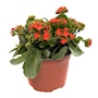 PLANTA KALANCHOE 20 X 22 CM CON MACETA DE PLÁSTICO