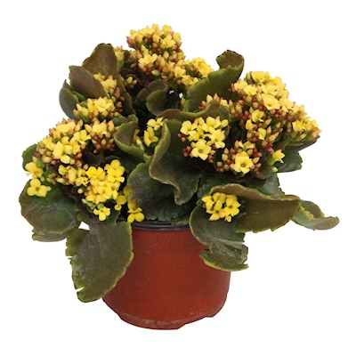 PLANTA KALANCHOE NATURAL 23 X 20 CM CON MACETA DE PLÁSTICO