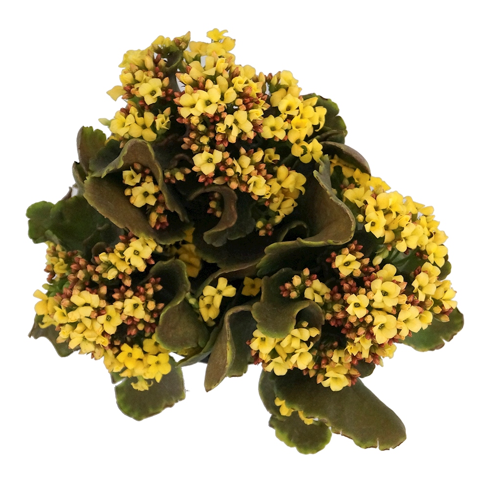 CRASPIRE Tropisch Blad Rekbare Boekomslag Bosplanten Wasbare Herbruikbare Grote Nylon Beschermhoes 9,4 X 15,7 Inch Elastische Notebookhoezen Geschikt Voor De Meeste Harde Kaften, Boeken, Klaslokaal CRASPIRE Tropisch Blad Rekbare Boekomslag Bosplanten Wasbare Herbruikbare Grote Nylon Beschermhoes 9,4 X 15,7 Inch Elastische Notebookhoezen Geschikt Voor De Meeste Harde Kaften, Boeken, Klaslokaal