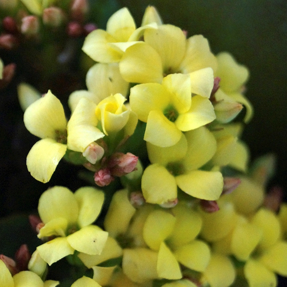 PLANTA KALANCHOE NATURAL 23 X 20 CM CON MACETA DE PLÁSTICO The Home