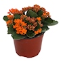 PLANTA NATURAL KALANCHOE NARANJA 23 X 20 X 20 CM CON MACETA DE PLÁSTICO