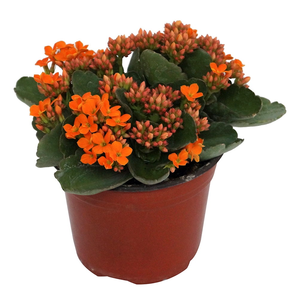 PLANTA NATURAL KALANCHOE NARANJA 23 X 20 X 20 CM CON MACETA DE PLÁSTICO