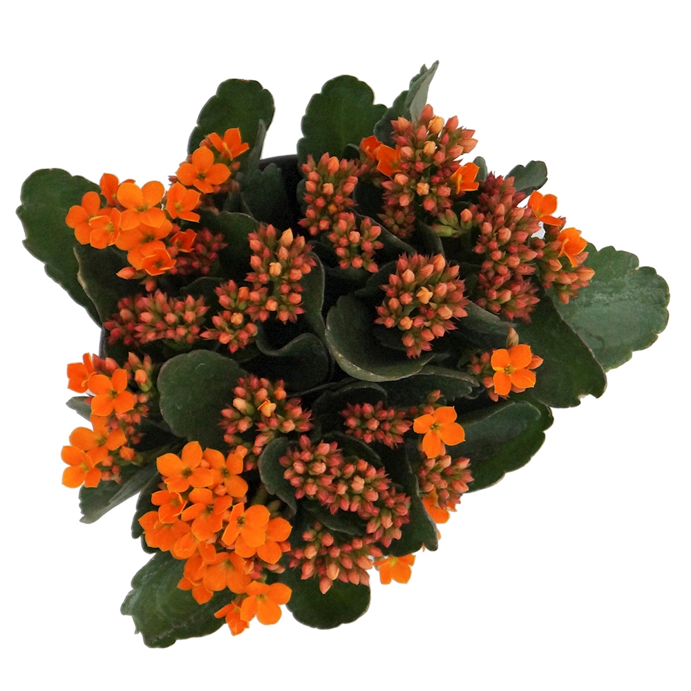 PLANTA NATURAL KALANCHOE NARANJA 23 X 20 X 20 CM CON MACETA DE PLÁSTICO