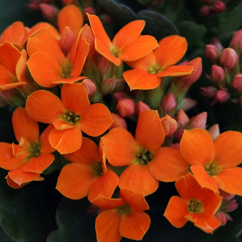 PLANTA NATURAL KALANCHOE NARANJA 23 X 20 X 20 CM CON MACETA DE PLÁSTICO