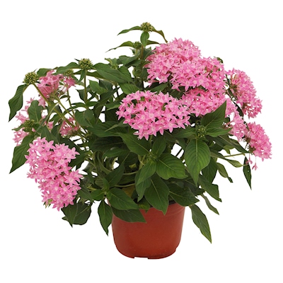 PLANTA NATURAL PENTA 15.24 CM CON MACETA DE PLÁSTICO