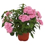 PLANTA NATURAL PENTA 15.24 CM CON MACETA DE PLÁSTICO