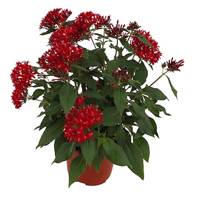 PLANTA NATURAL PENTA 15.24 CM CON MACETA DE PLÁSTICO