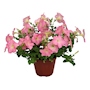 PLANTA NATURAL PETUNIA ROSA 16 X 16 X 23 CM CON MACETA DE PLÁSTICO