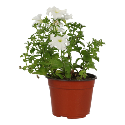 PLANTA NATURAL PETUNIA 30.8 X 15 CM CON MACETA DE PLÁSTICO