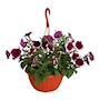 PLANTA PETUNIA NATURAL 25.4 CM CON MACETA DE PLÁSTICO