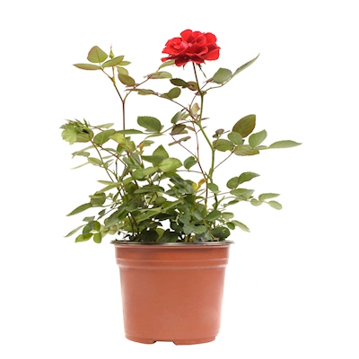 PLANTA ROSAL NATURAL 33 X 37 CM CON MACETA DE PLÁSTICO