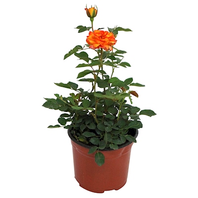 PLANTA NATURAL ROSAL FOREVER NARANJA 15.24 CM CON MACETA DE PLÁSTICO
